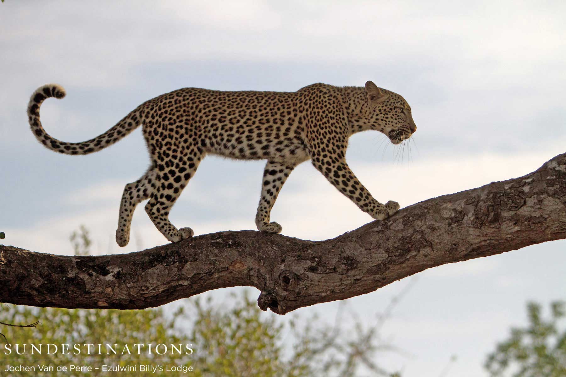 Van Wijk Leopard in Tree