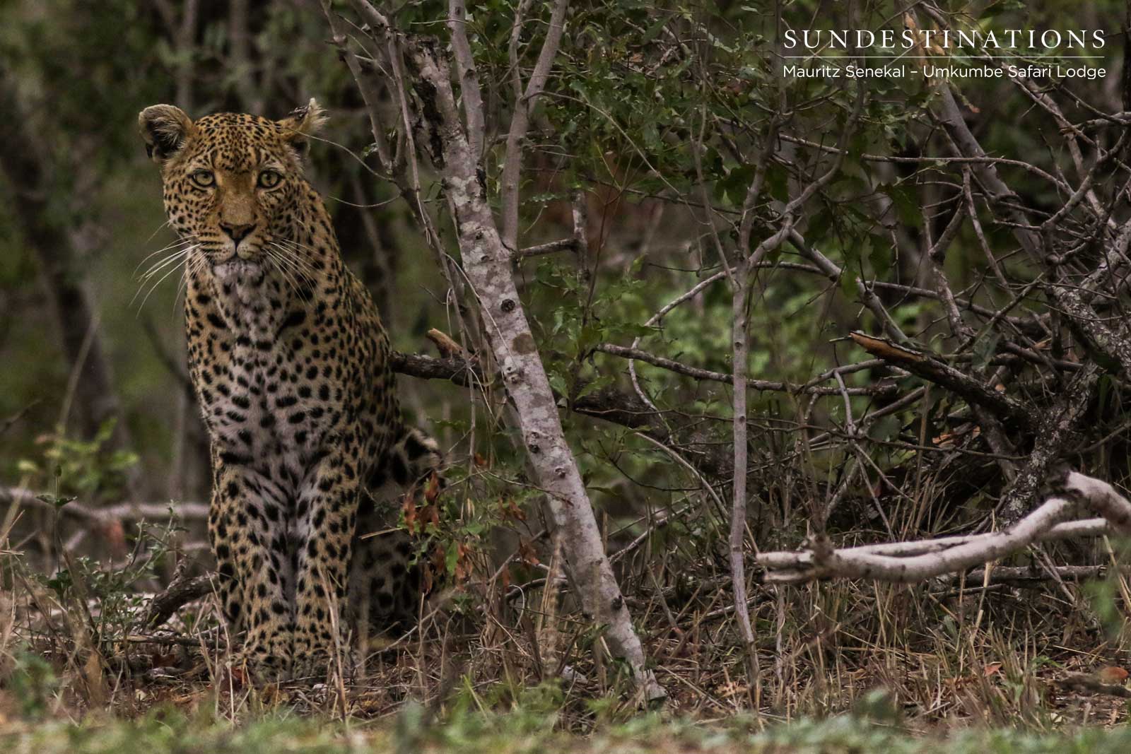 White Dam Leopardess