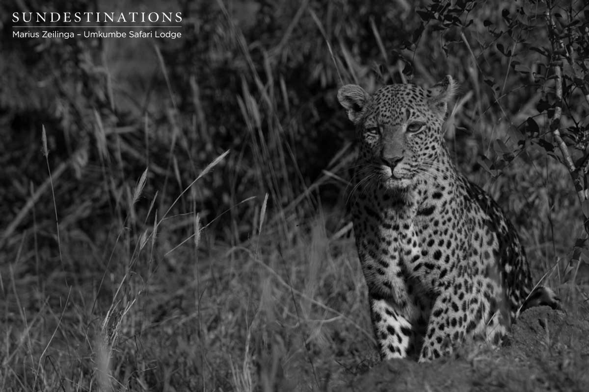 White Dam Umkumbe Leopard