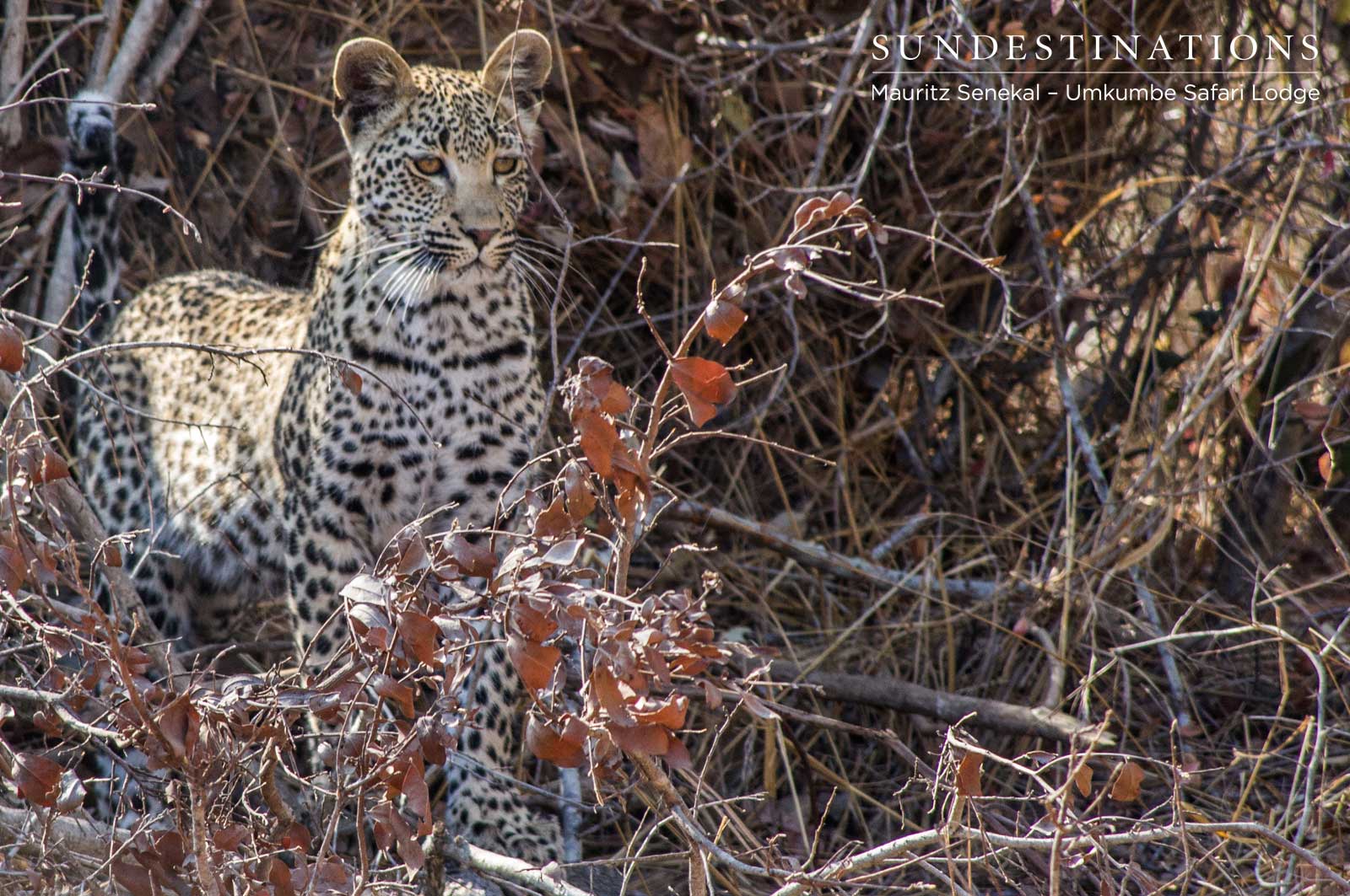 Umkumbe's White Dam Cub