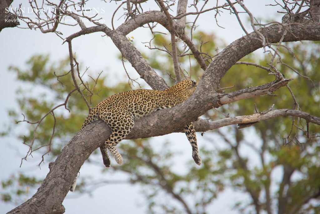 Marula Leopardess