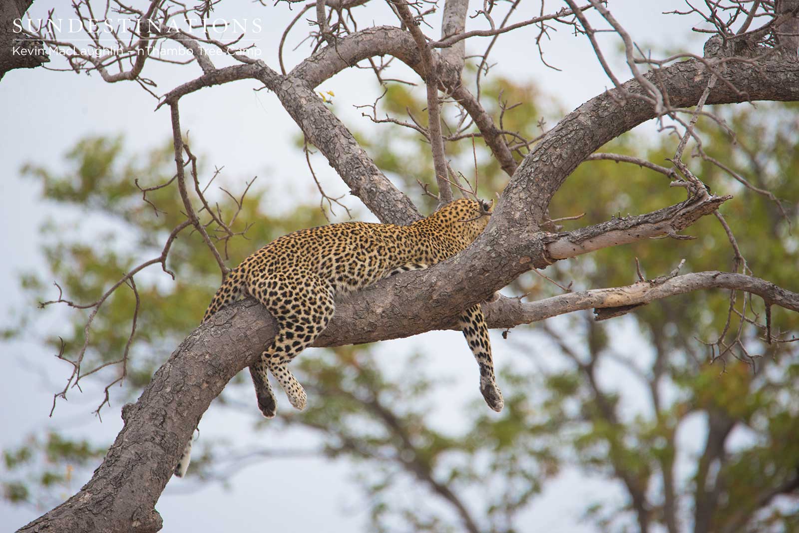 Marula Leopardess