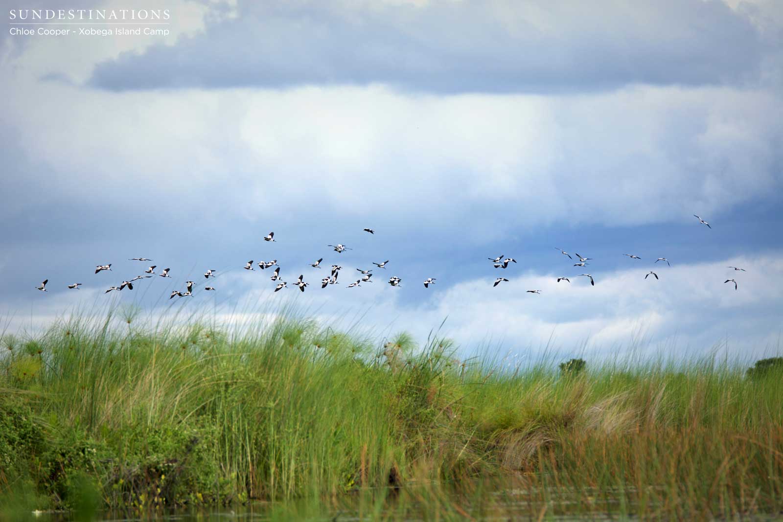 Blacksmith Lapwings in Flight