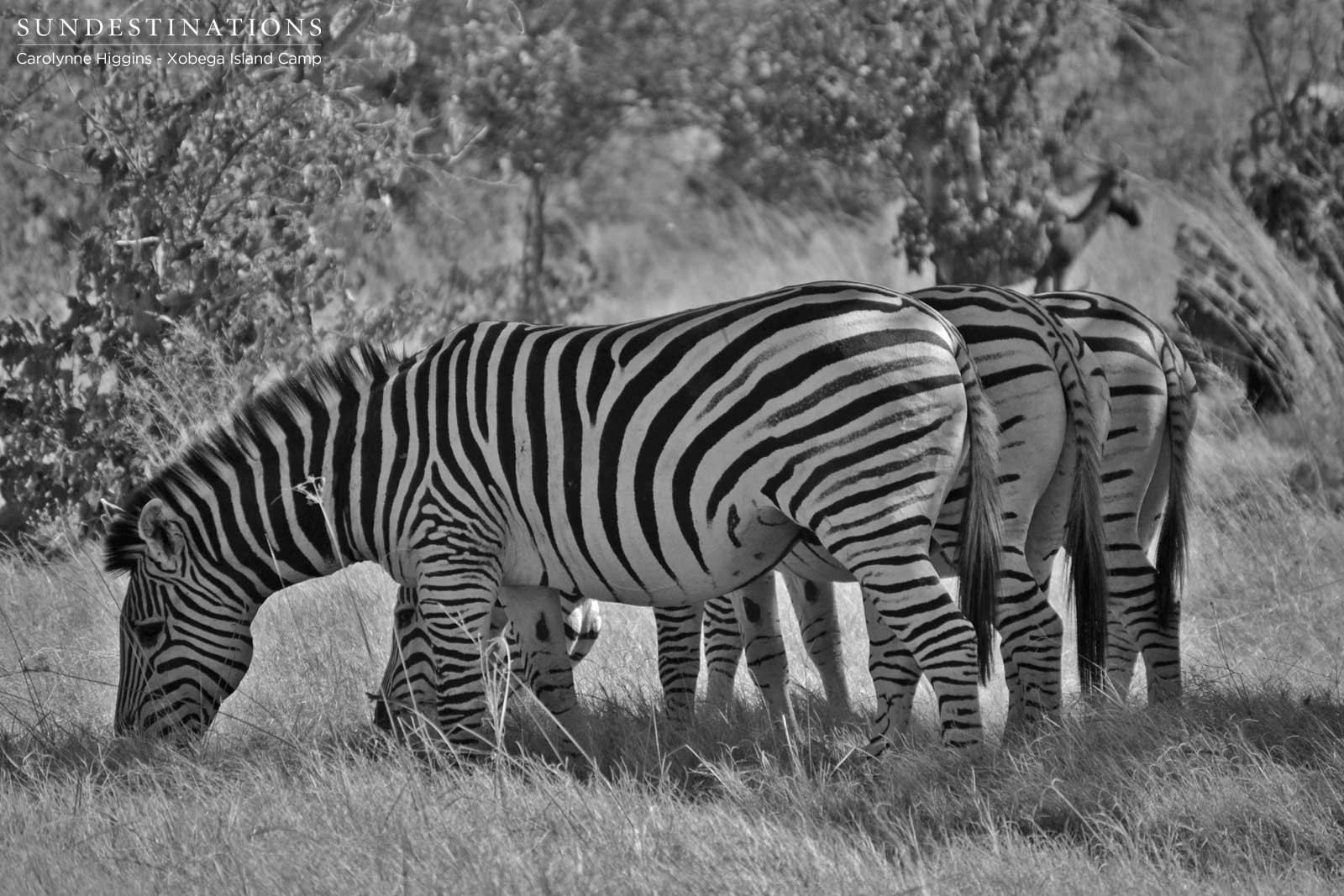 Moremi Zebra