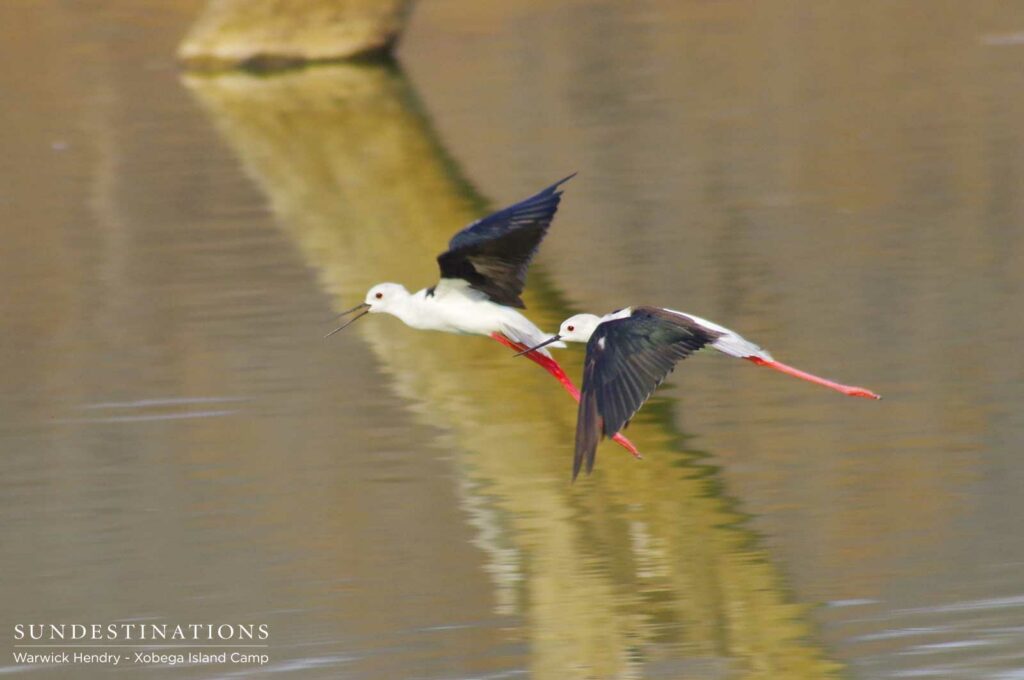 A pair of black-winged stilts glide over the placid waters