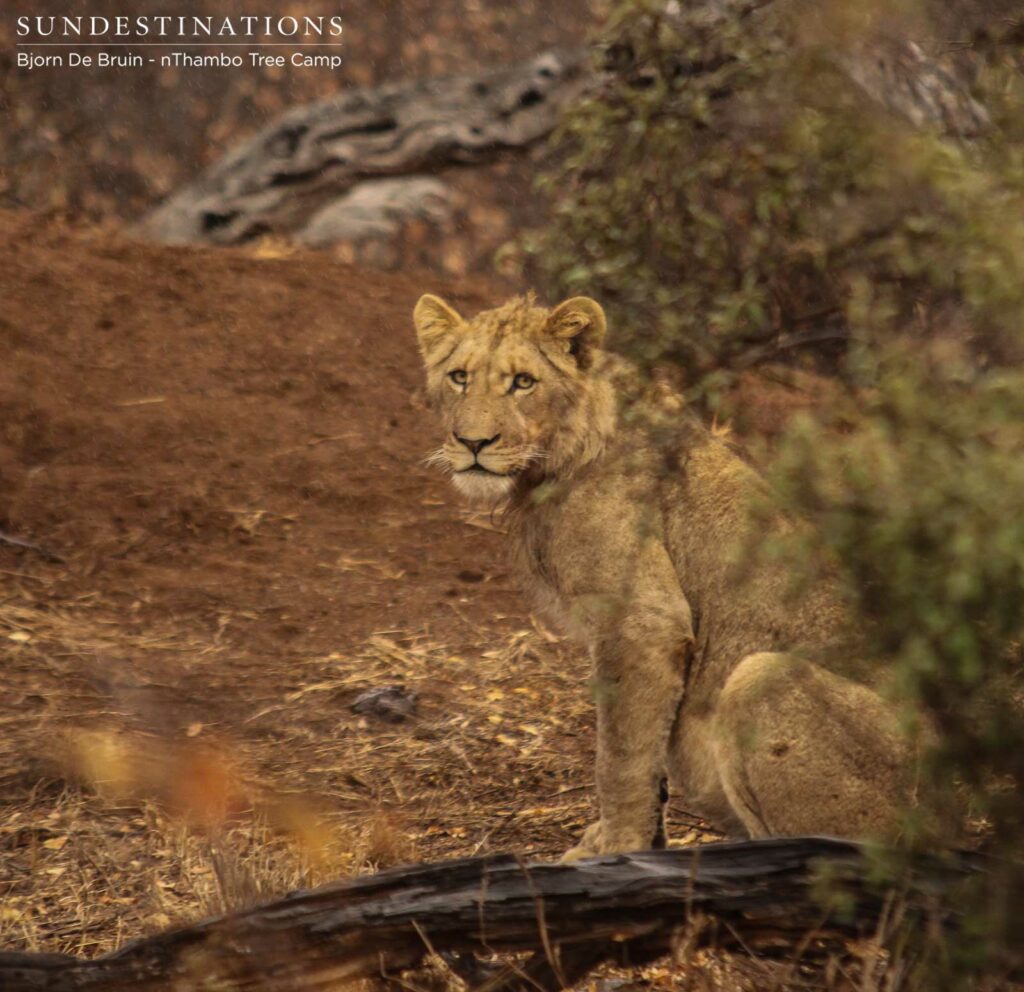 One of the young males growing into a handsome lion