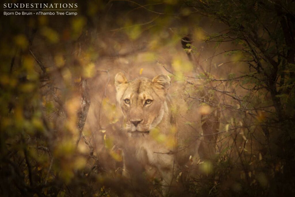 Ferocious Hercules pride lioness