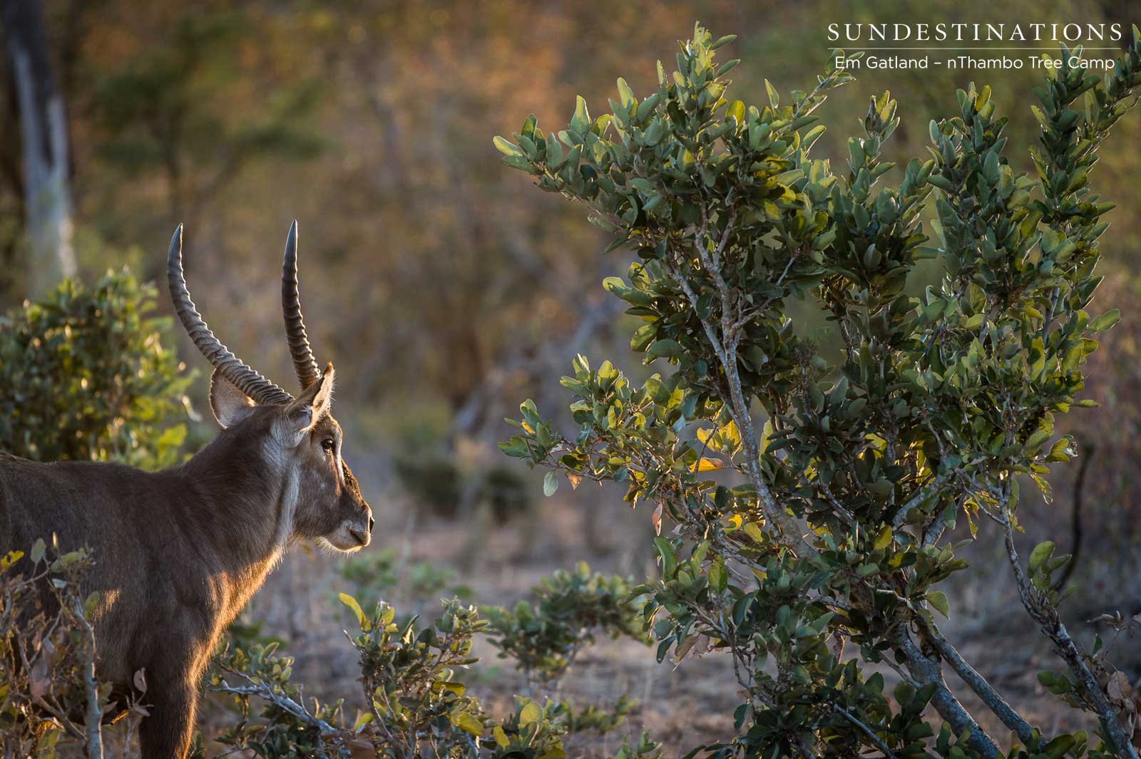 Waterbuck in Evening Light