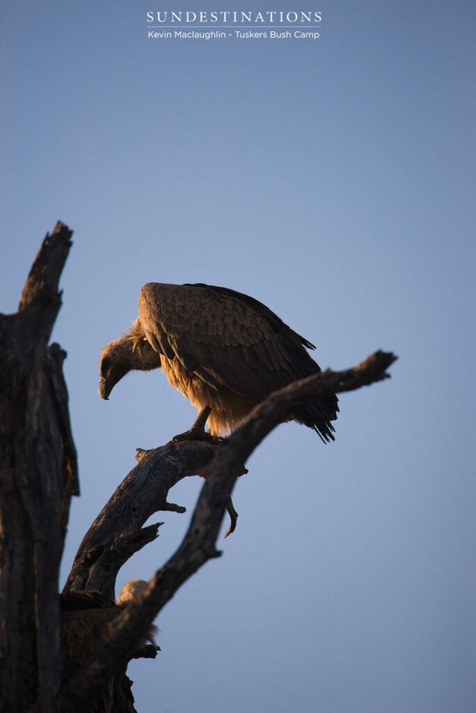 A white-backed vulture glares hungrily at the lion's prey below, willing the predators to abandon the carcass