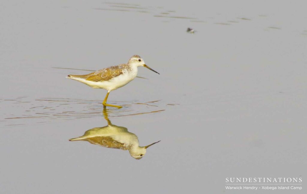 A wood sandpiper doubles as his perfect reflection