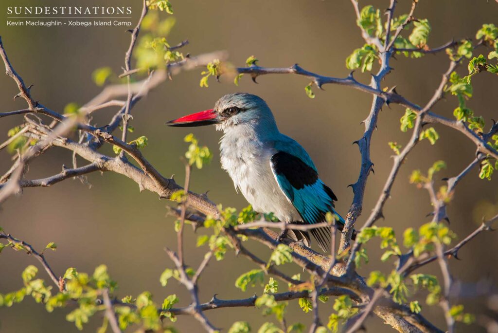 The Woodland Kingfisher - sporting Botswana's National Colours