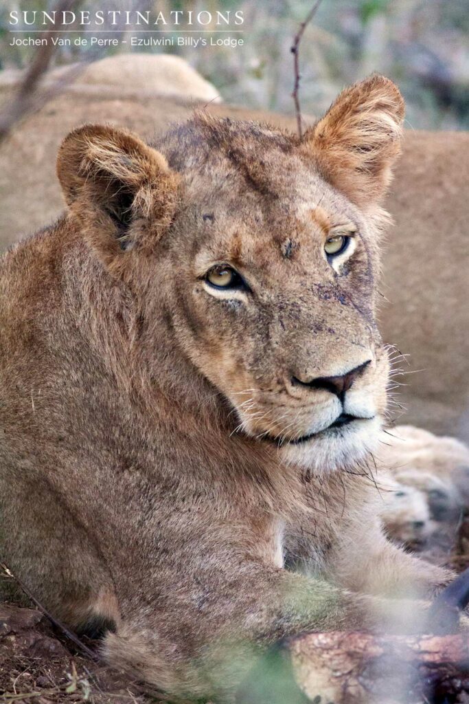 One of Balule's young male lions wears the evidence of a recent feast all over his face and developing mane