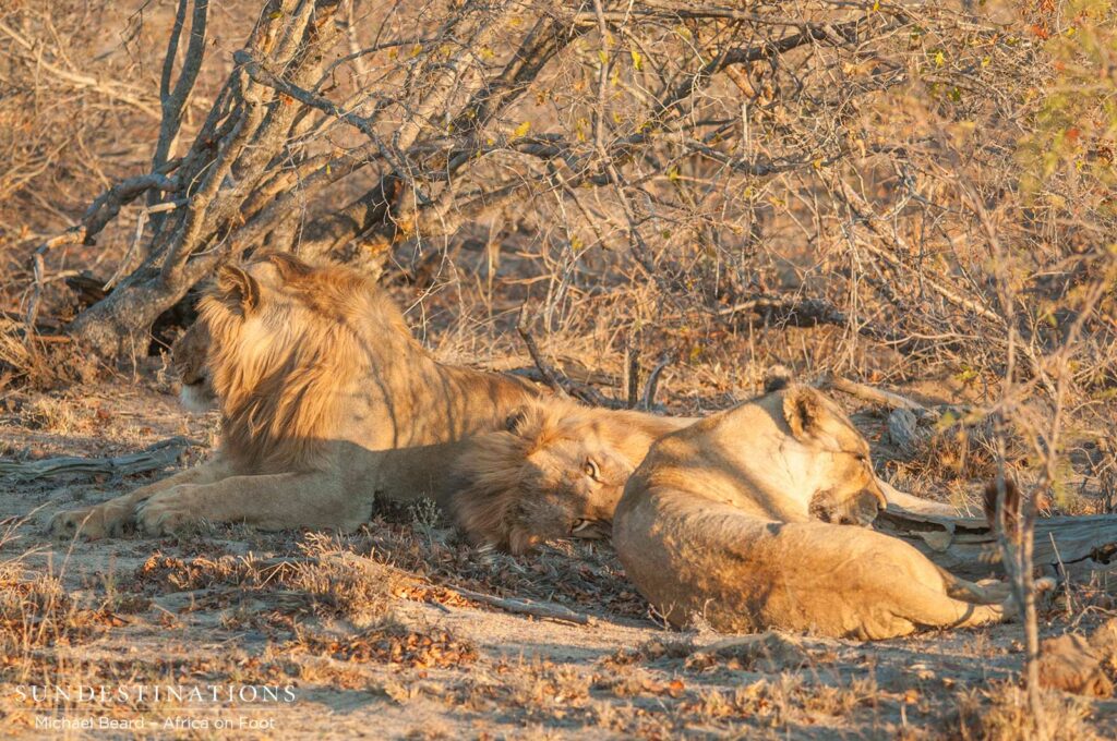 Both Mapoza males and a Ross Breakaway lioness relax in the sun Both Mapoza males and a Ross Breakaway lioness relax in the sun