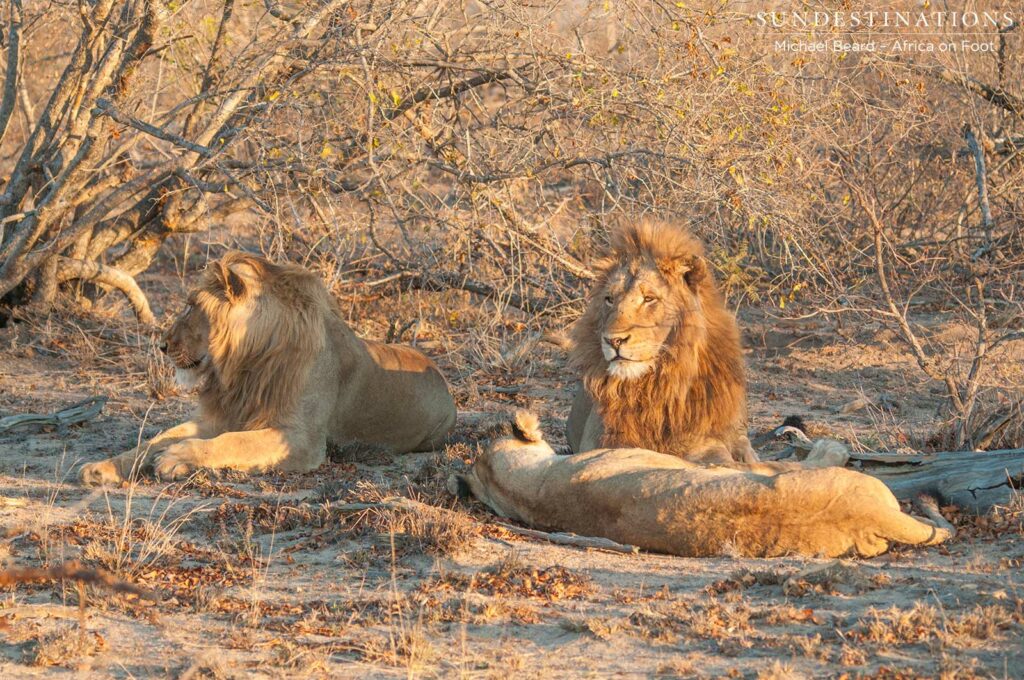Both Mapoza males seen in one photo frame Both Mapoza males seen in one photo frame