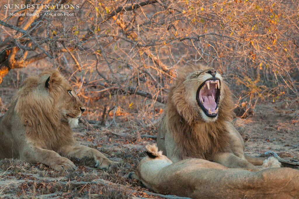 Confidence is certainly growing among the Mapoza males Confidence is certainly growing among the Mapoza males