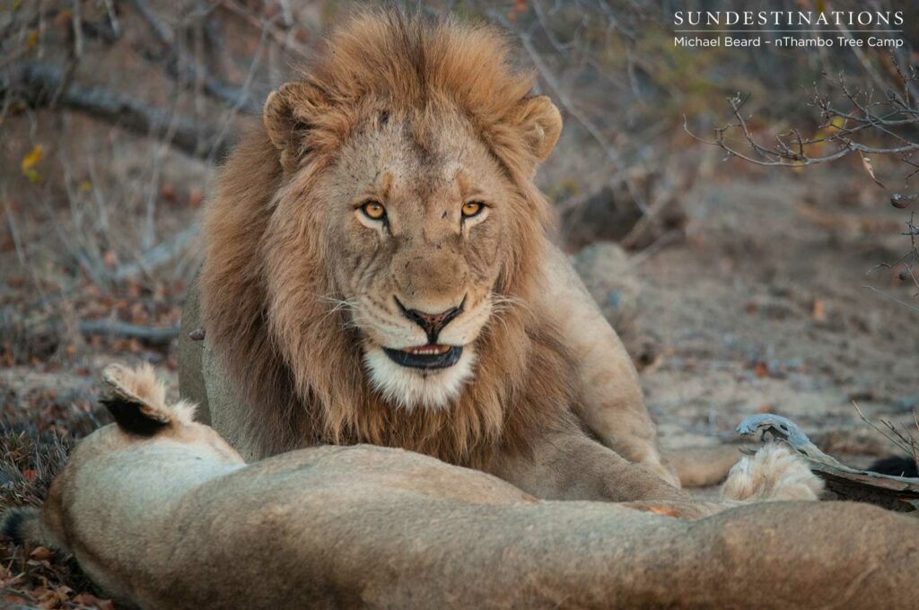 The older Mapoza male has also been seen mating with the Ross Breakaway lioness lately The older Mapoza male has also been seen mating with the Ross Breakaway lioness lately