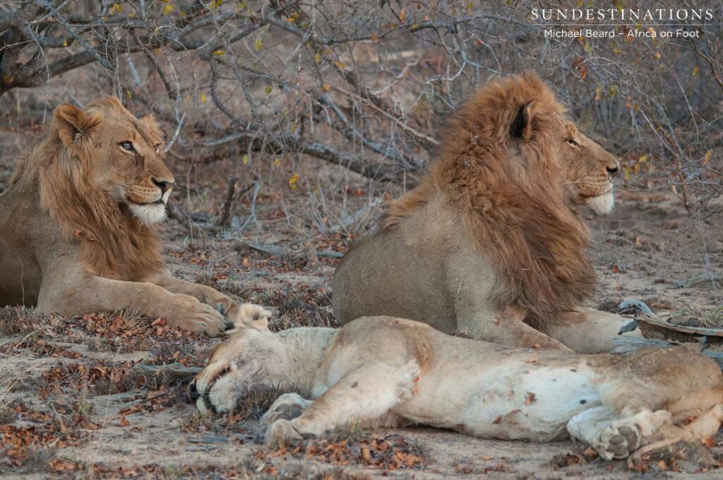 One lioness spotted with the Mapozas while the second one keeps her distance from the males One lioness spotted with the Mapozas while the second one keeps her distance from the males