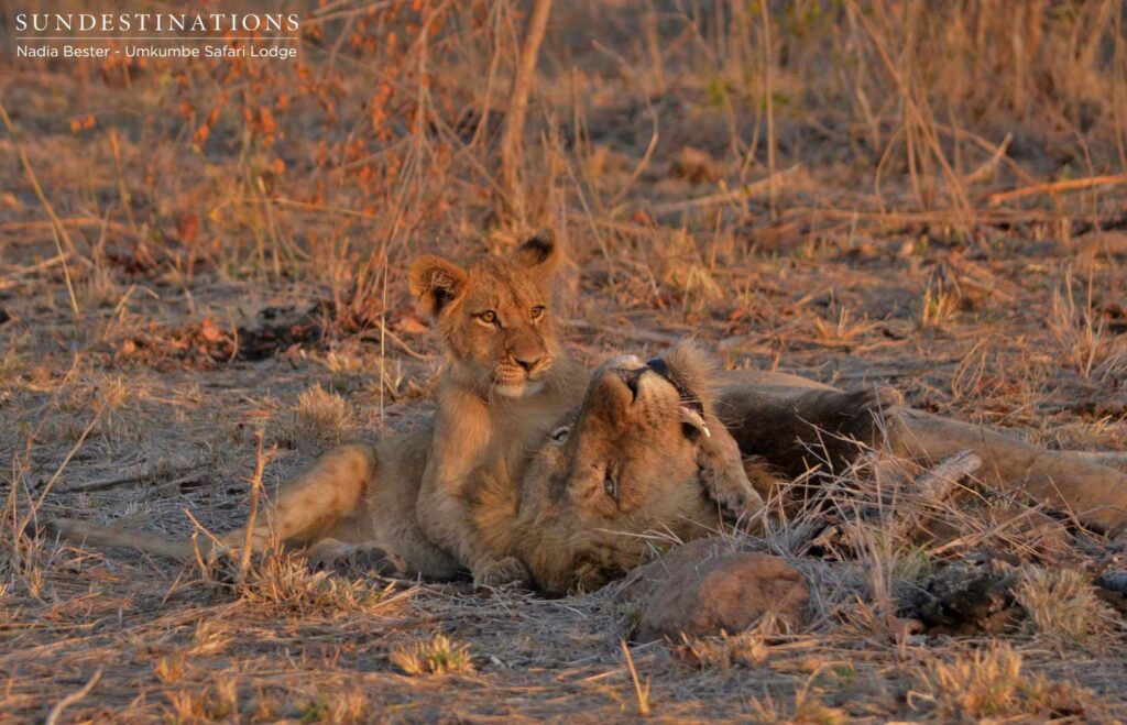 One of the older cubs with Charleston male (father)
