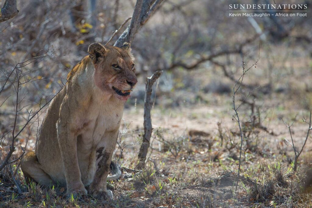 Ross Breakaway lioness at the buffalo kill before leaving it to the vultures Ross Breakaway lioness at the buffalo kill before leaving it to the vultures