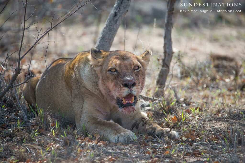 Ross lioness rests after feasting on buffalo kill near the Africa on Foot treehouse Ross lioness rests after feasting on buffalo kill near the Africa on Foot treehouse