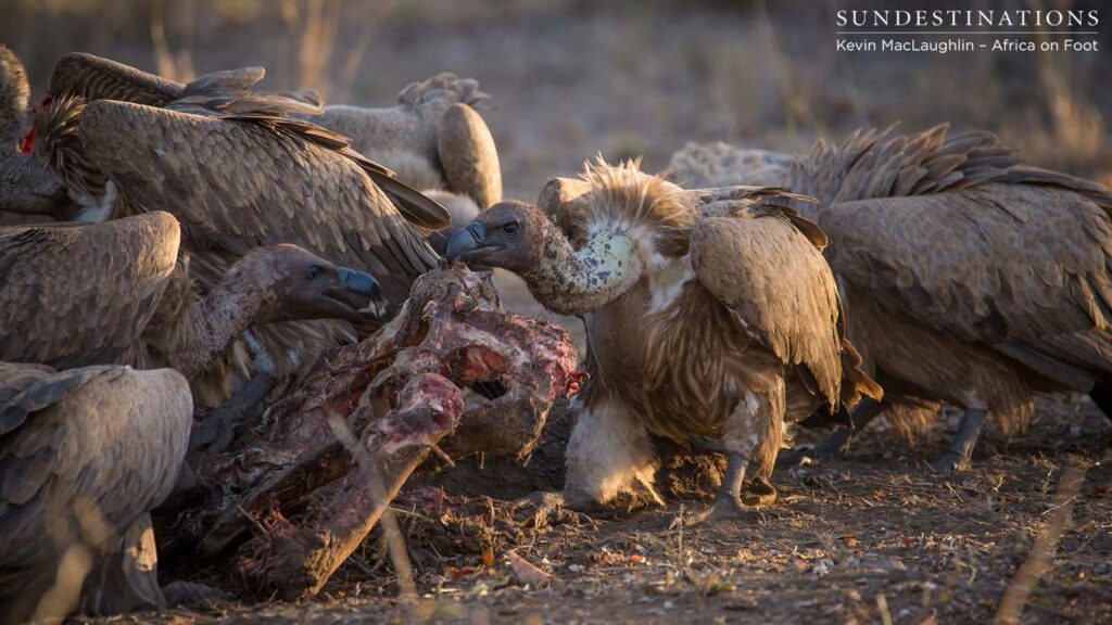 White-backed vultures close in as soon as lions move off the carcass White-backed vultures close in as soon as lions move off the carcass