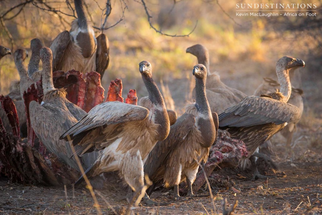 Vultures tucking in to the buffalo carcass Vultures tucking in to the buffalo carcass
