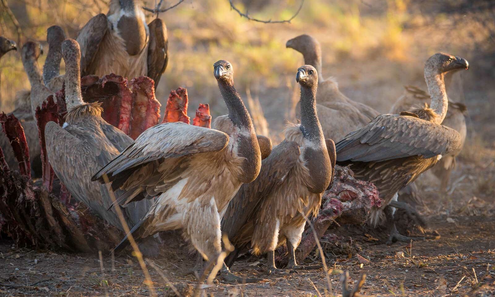 Vultures tucking in to the buffalo carcass Vultures tucking in to the buffalo carcass