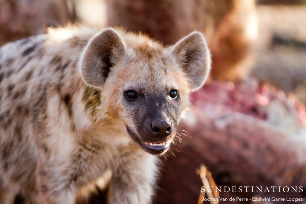 Hyena Ezulwini