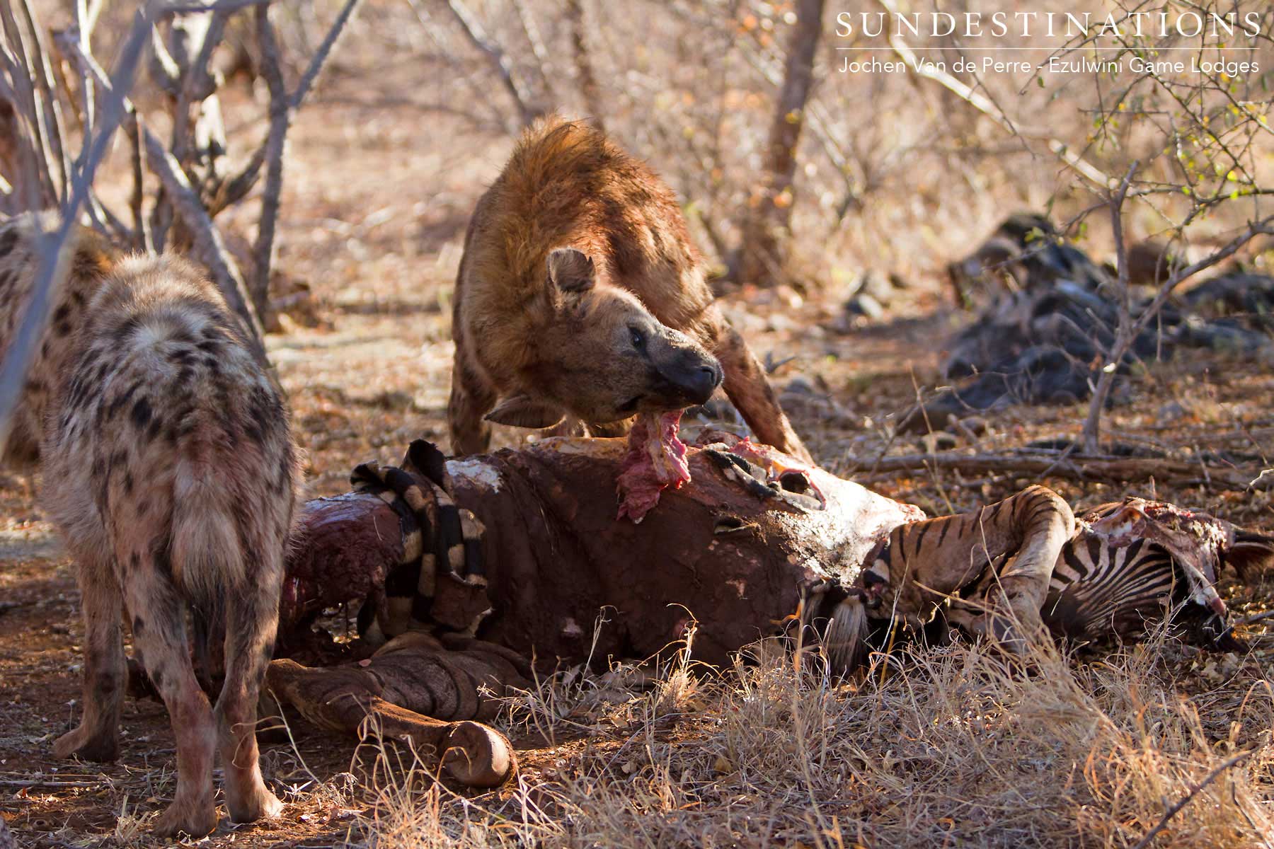 Hyena Rips Apart Kill