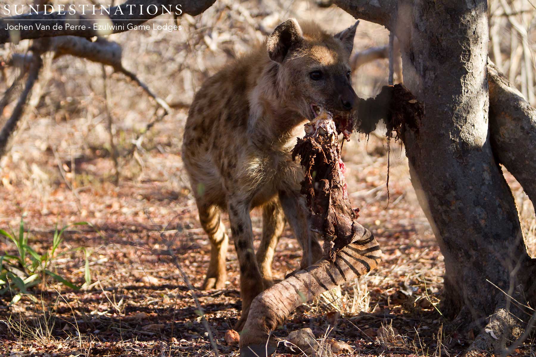 Hyena with Zebra