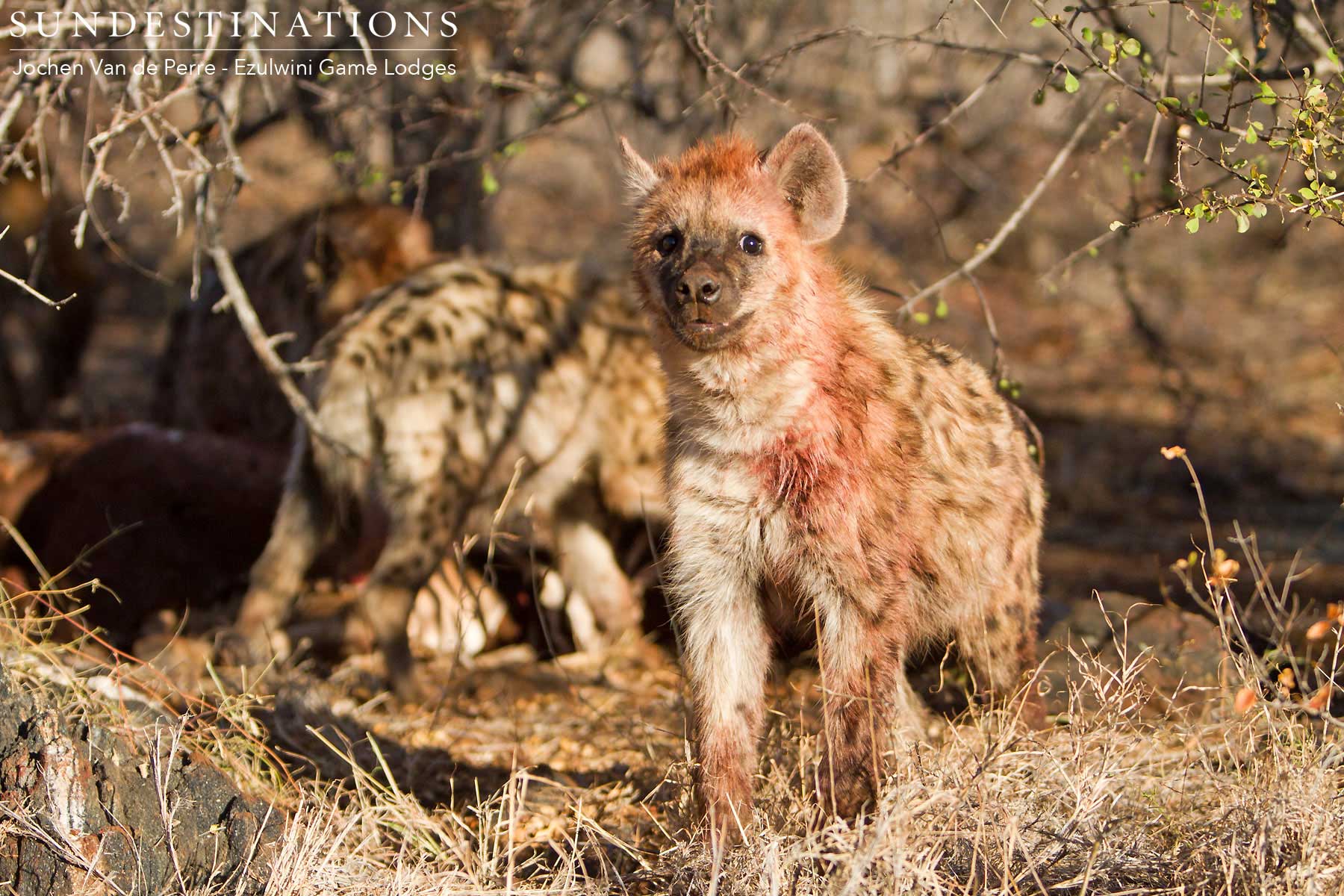 Hyena in Balule