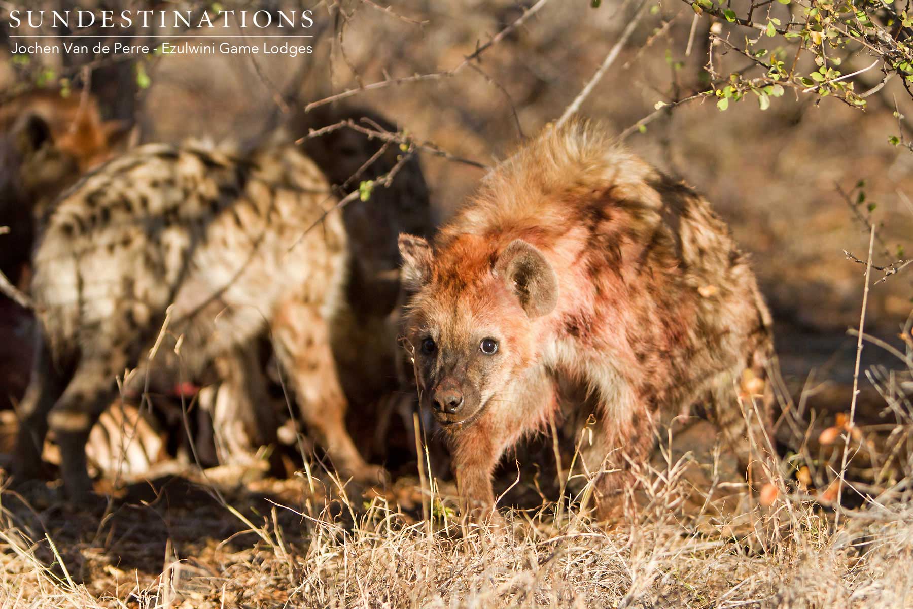 Hyena at Ezulwini Game Lodges
