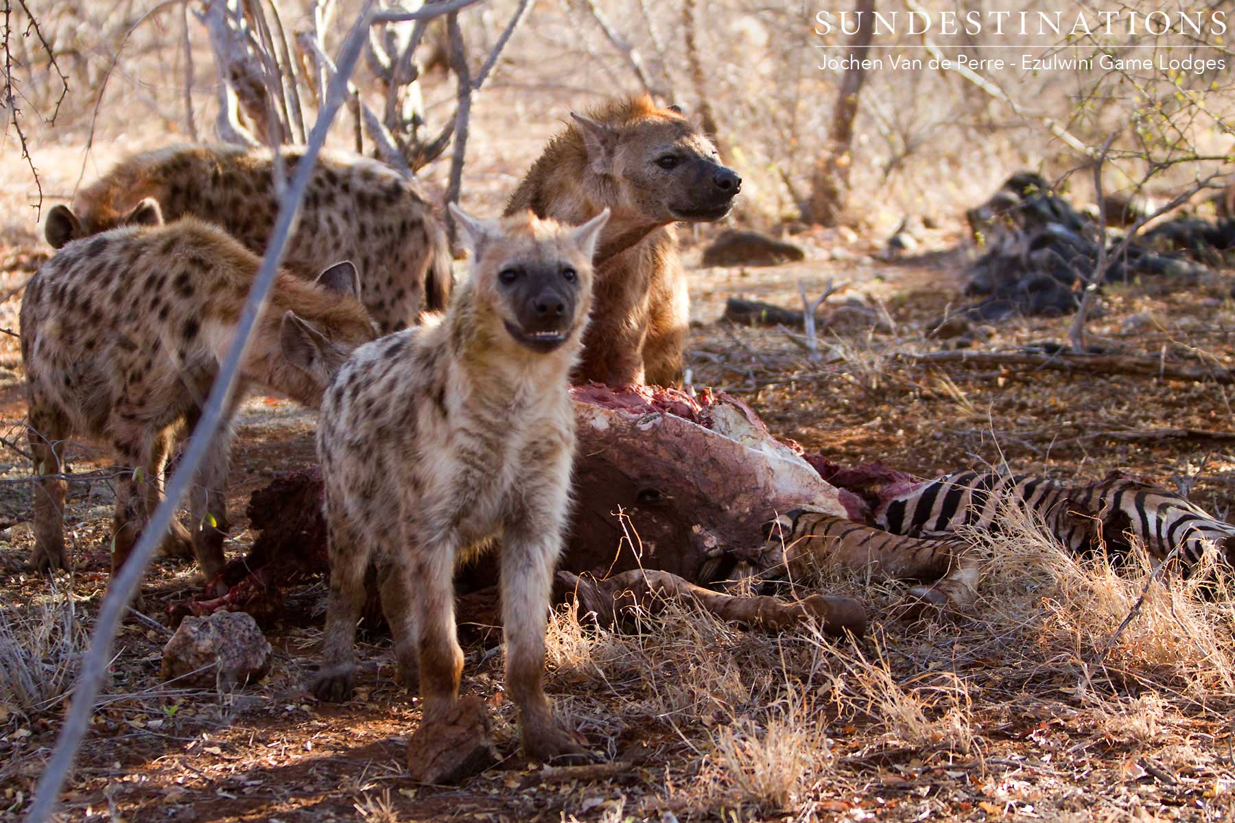 Hyena on Zebra Kill Balule