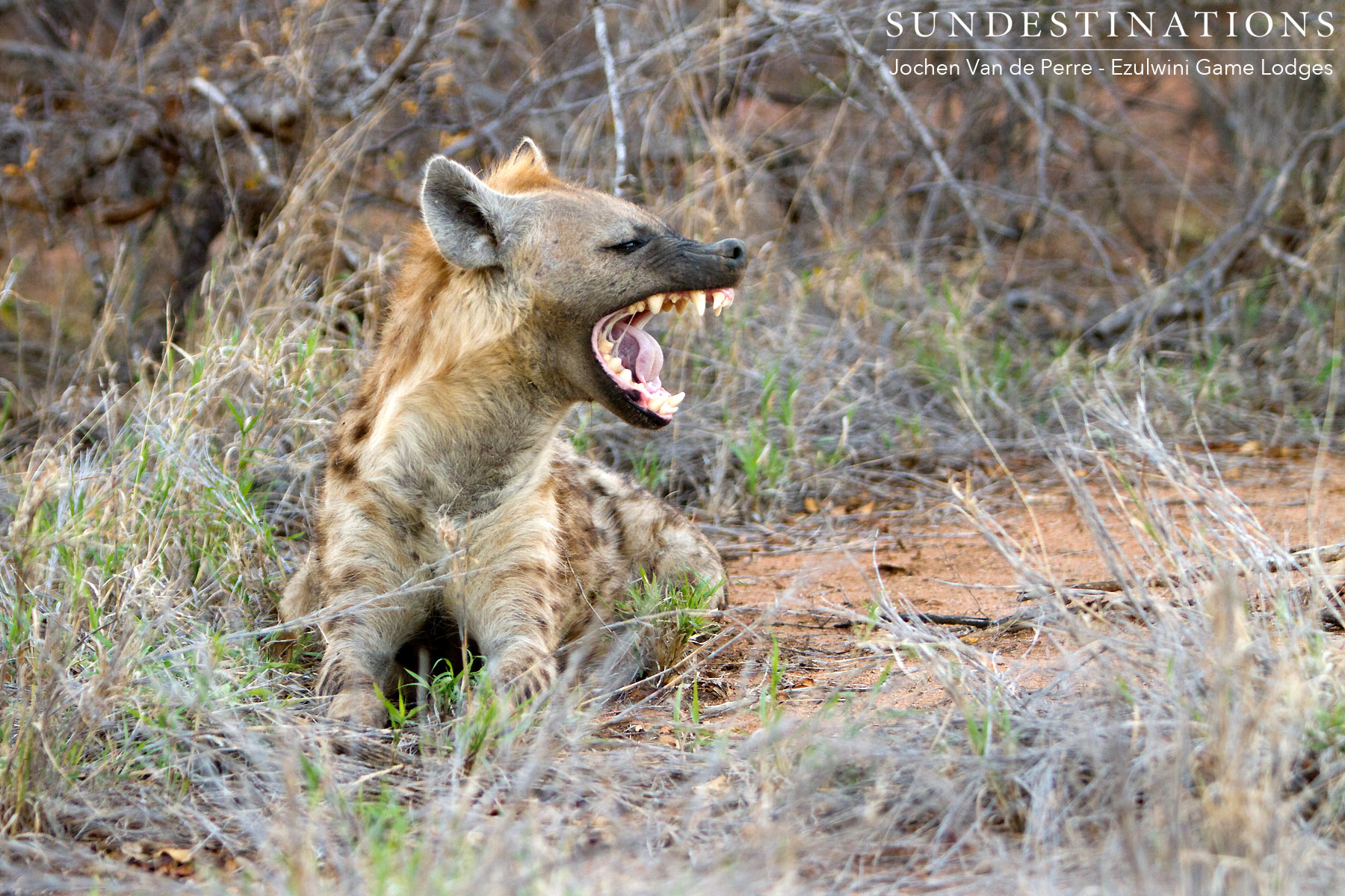 Hyena Ezwulini Game Lodges Hyena Ezwulini Game Lodges