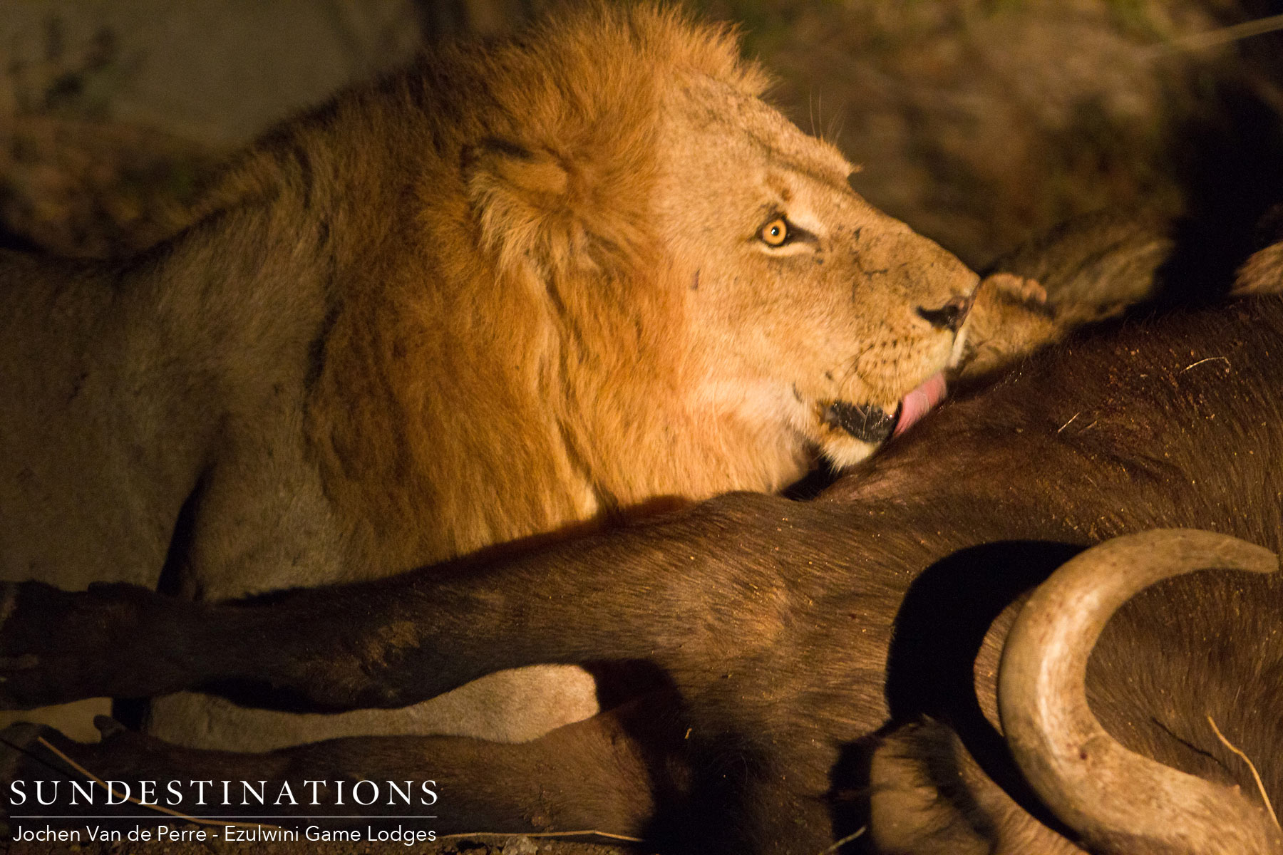 Mohlabetsi Males on Kill