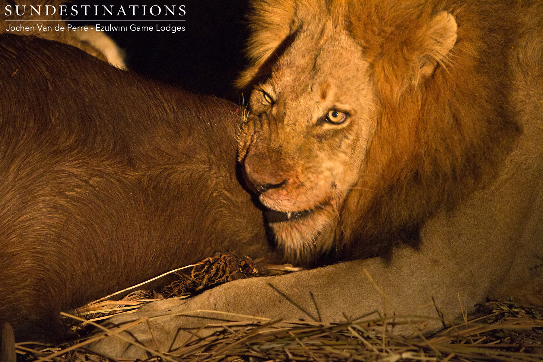 Mohlabetsi Lions