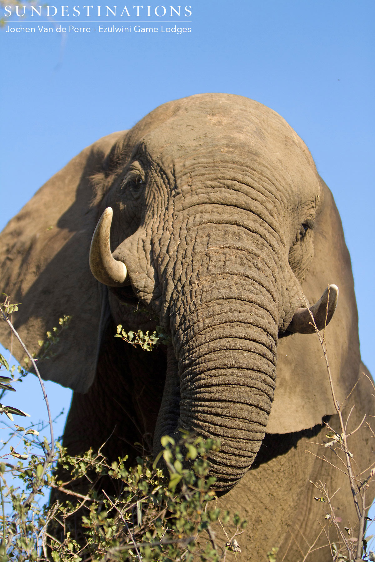 Ezulwini Elephants in Balule Ezulwini Elephants in Balule