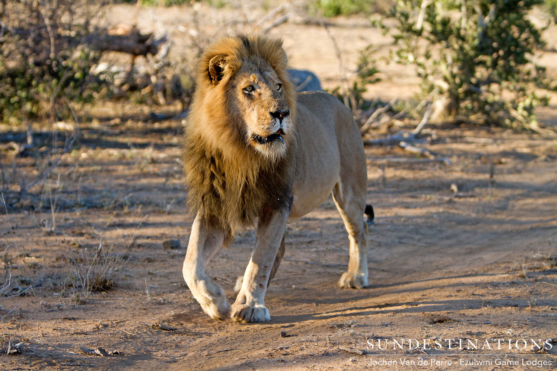 Balule's Big Male Lion