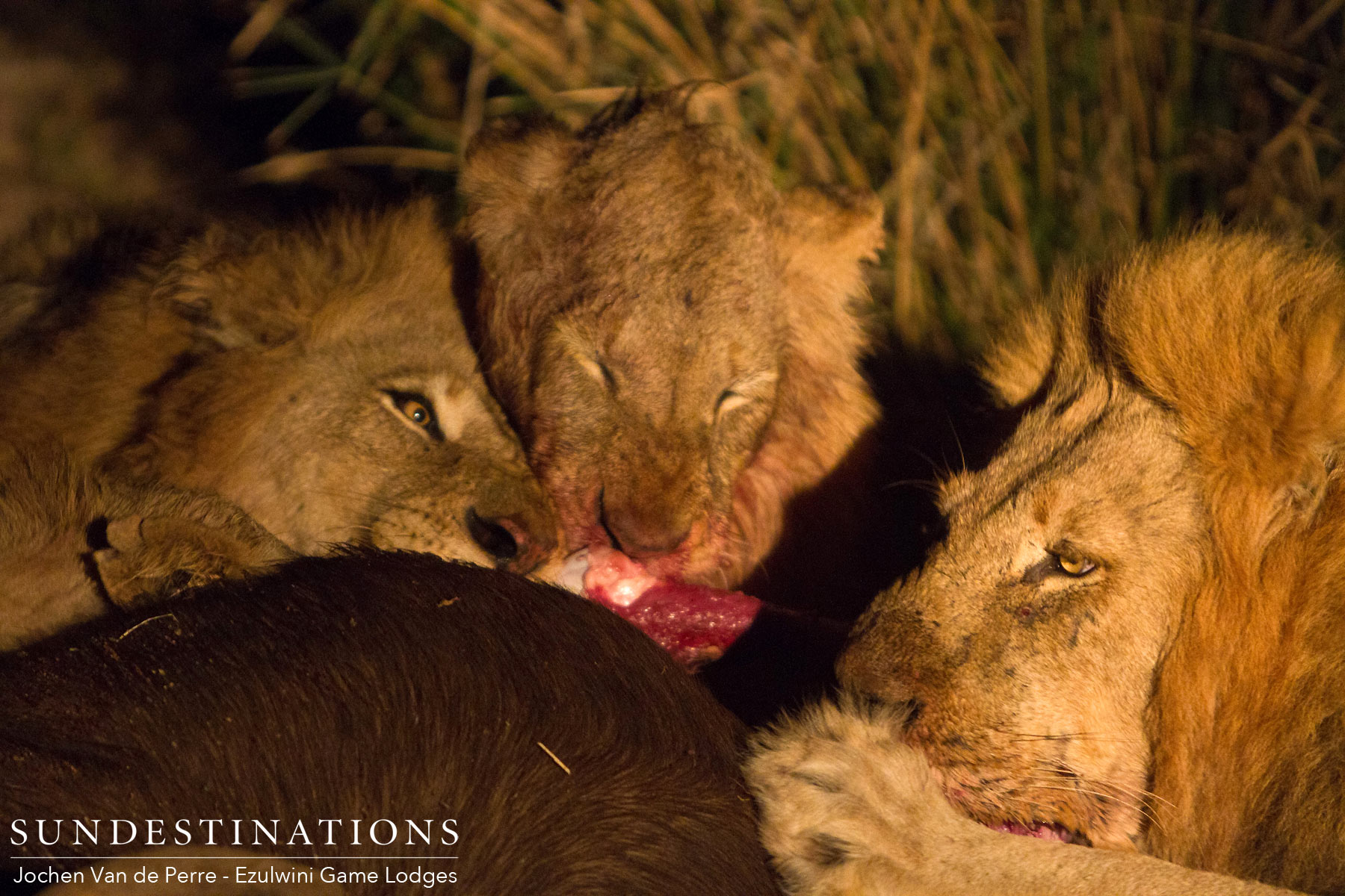 Mohlabetsi Lions on Kill Mohlabetsi Lions on Kill