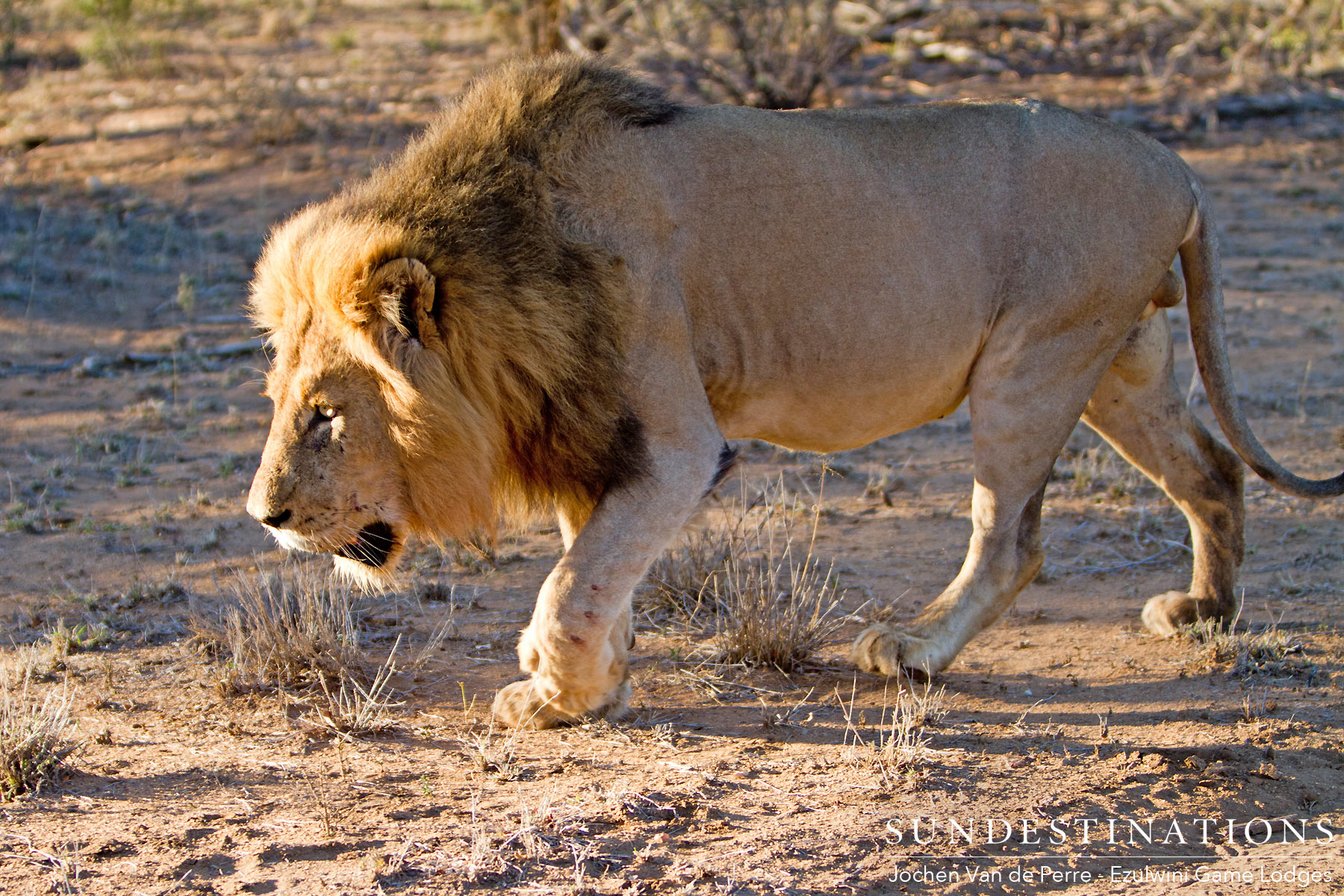 Duma's Lion Brother