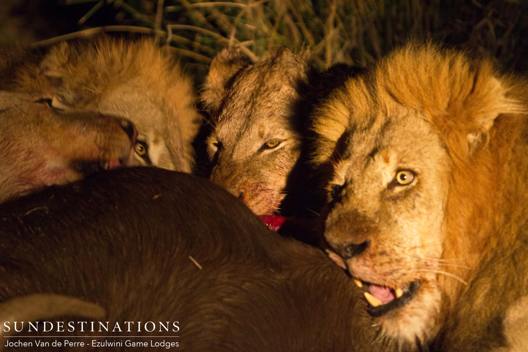 Mohlabetsi Coalition of Lions