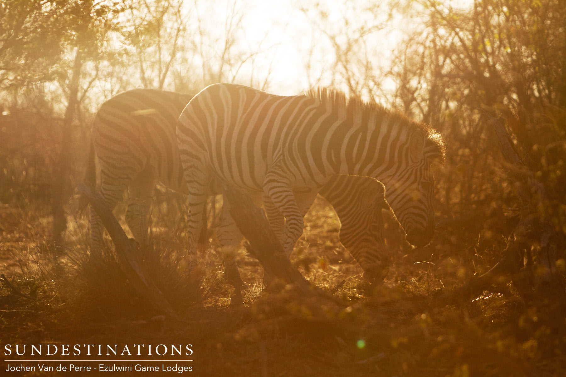 Zebra Ezulwini Game Lodges Zebra Ezulwini Game Lodges