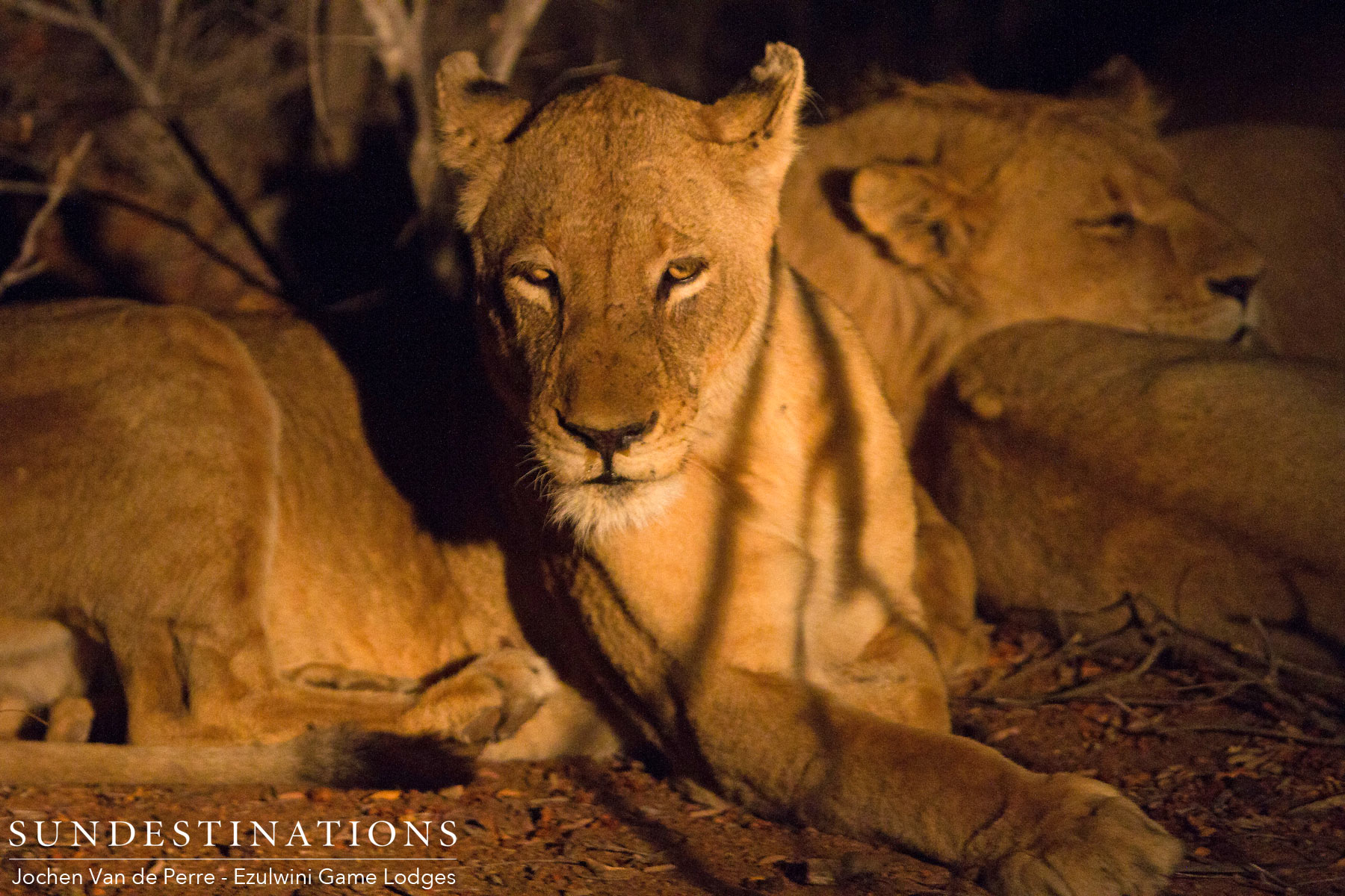 Lioness from Duma's Pride