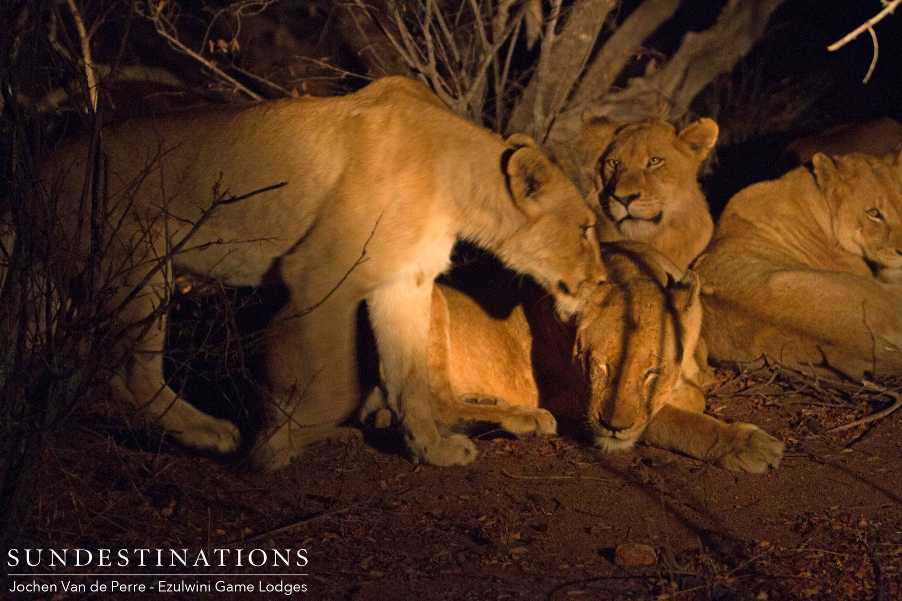 Duma's Pride of Lions