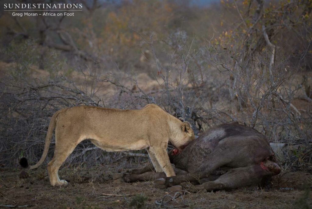 3 Lions caught and killed a buffalo in the Africa on Foot camp grounds