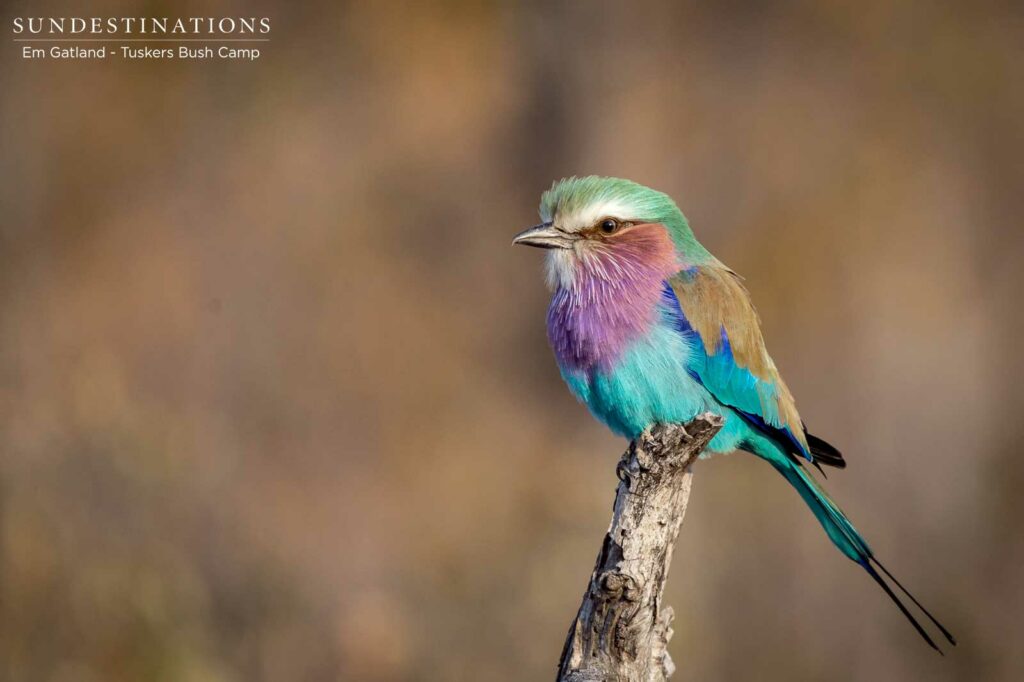 A lilac-breasted roller perches, compact, on an available branch as the morning warms up A lilac-breasted roller perches, compact, on an available branch as the morning warms up