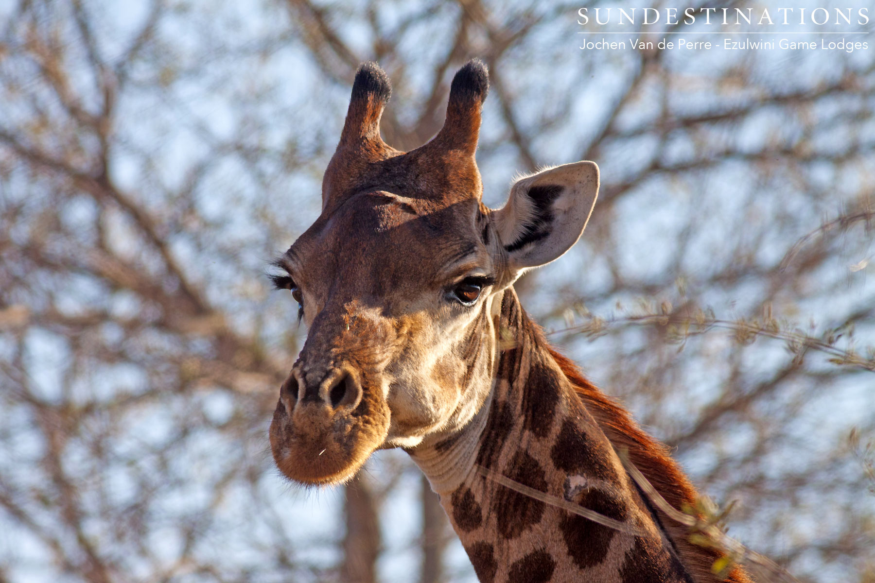 Giraffe Ezulwini Game Lodges Giraffe Ezulwini Game Lodges