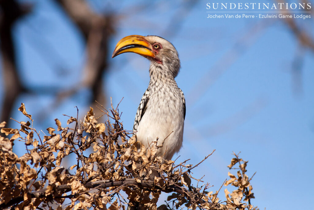 The famous 'Zazu': a yellow-billed hornbill strikes a pose in the morning sunlight The famous 'Zazu': a yellow-billed hornbill strikes a pose in the morning sunlight