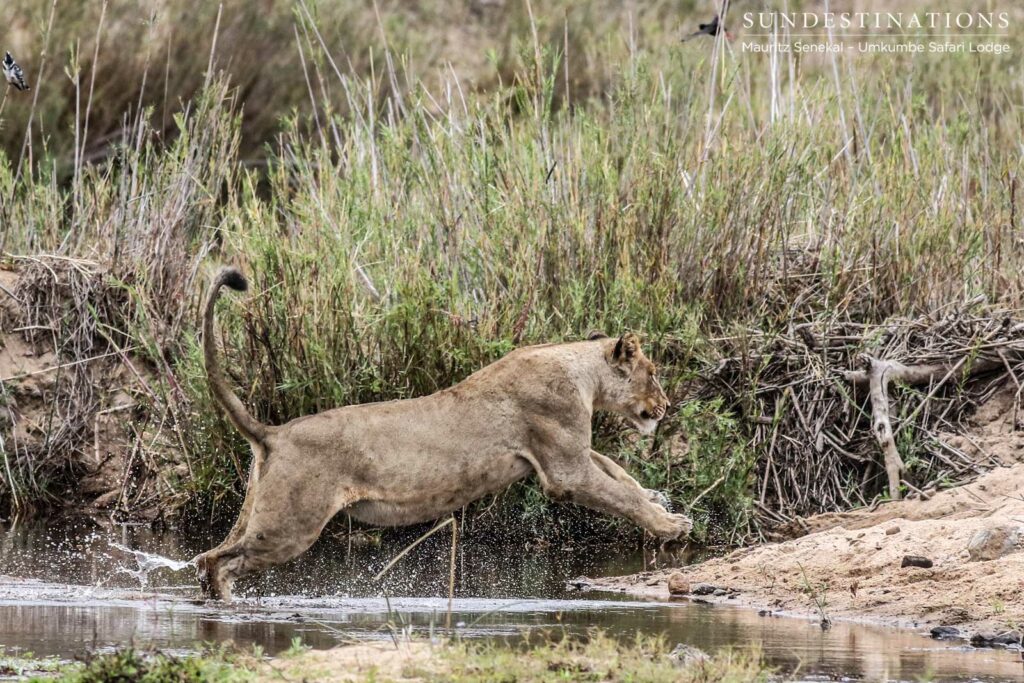 A Mhangeni lioness completes her river crossing with a powerful leap out of the water, making for a wonderful photographic opportunity A Mhangeni lioness completes her river crossing with a powerful leap out of the water, making for a wonderful photographic opportunity