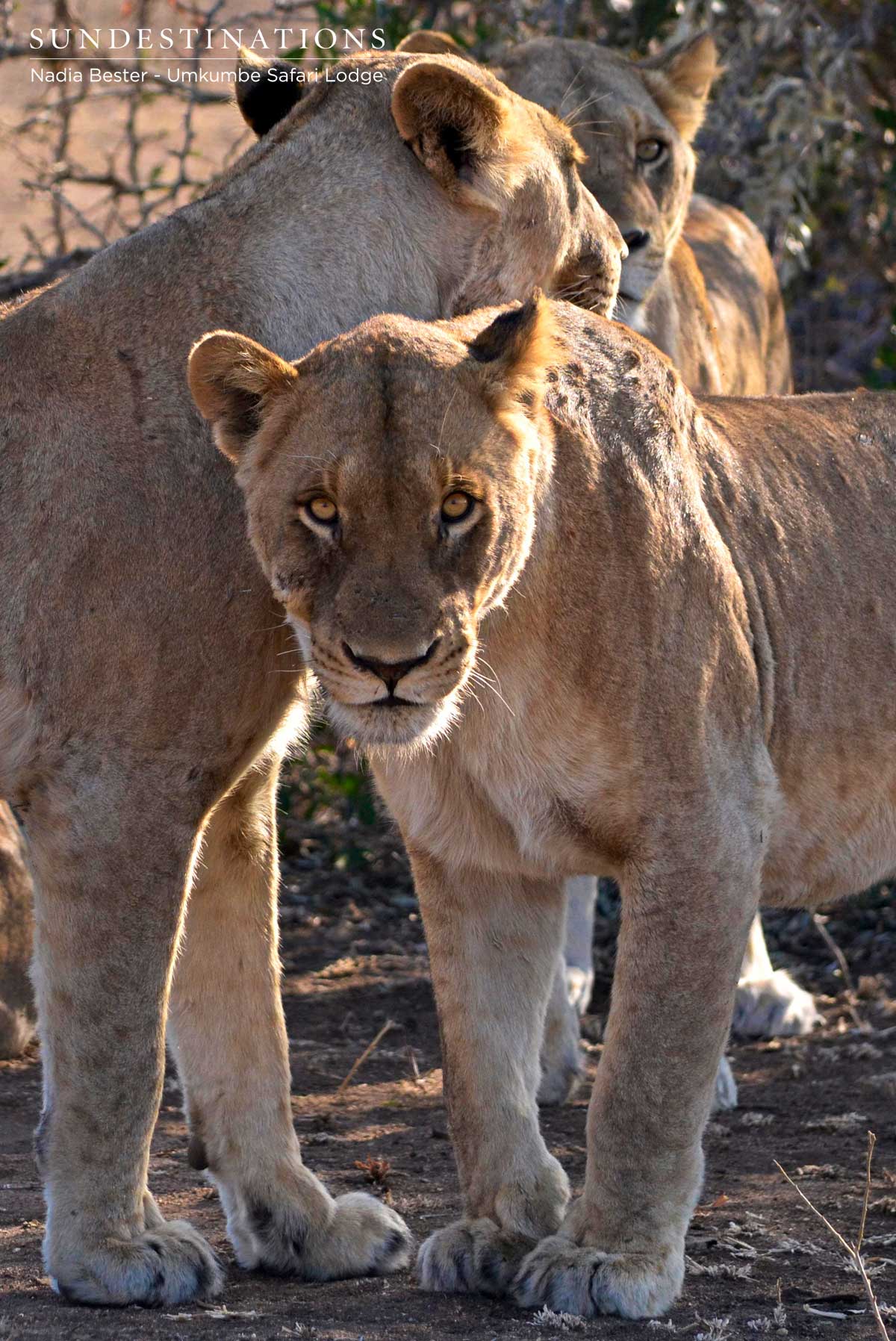 Mhangeni Pride on Buffalo Kill